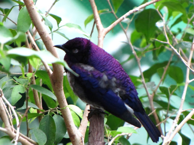 Haus des Meeres 20.06.2010