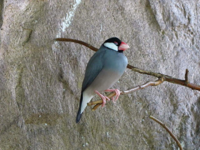 Haus des Meeres 20.06.2010