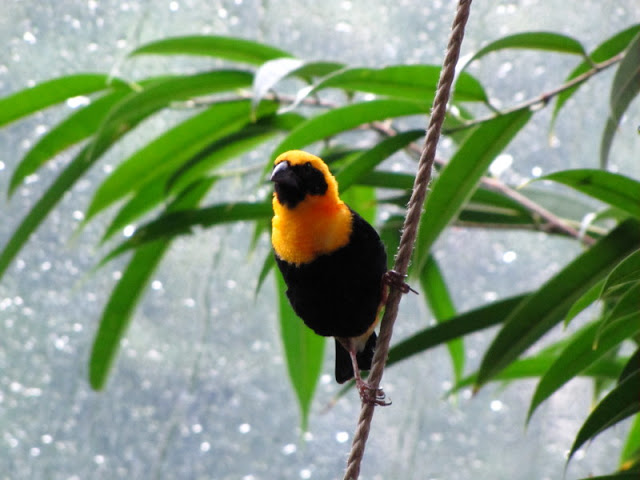 Haus des Meeres 20.06.2010