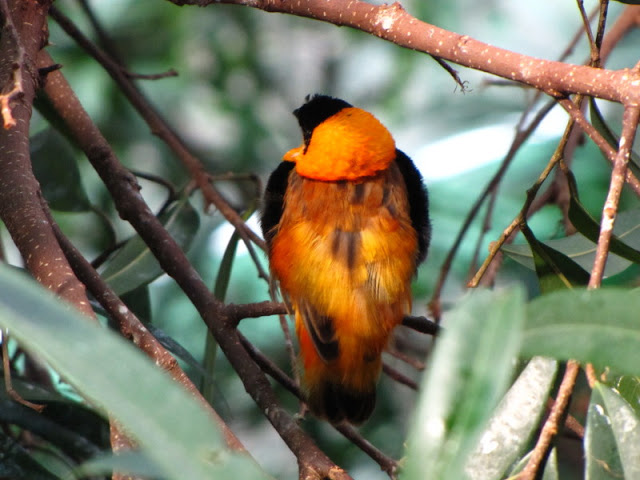 Haus des Meeres 20.06.2010