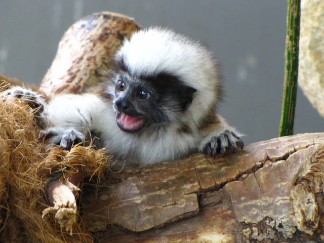 Haus des Meeres 20.06.2010