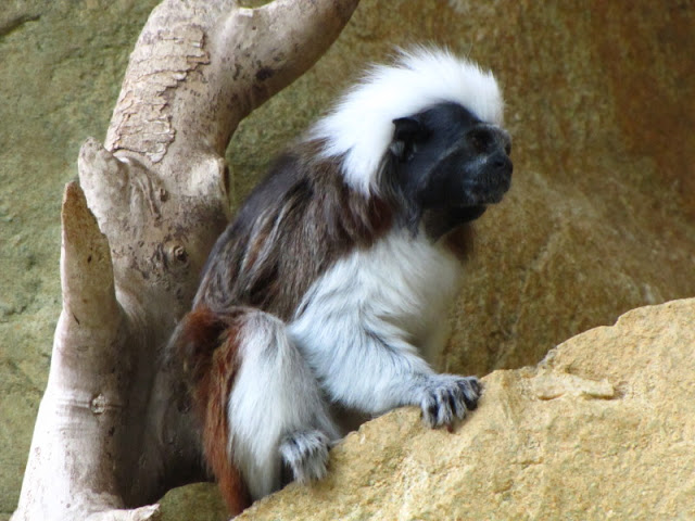 Haus des Meeres 20.06.2010