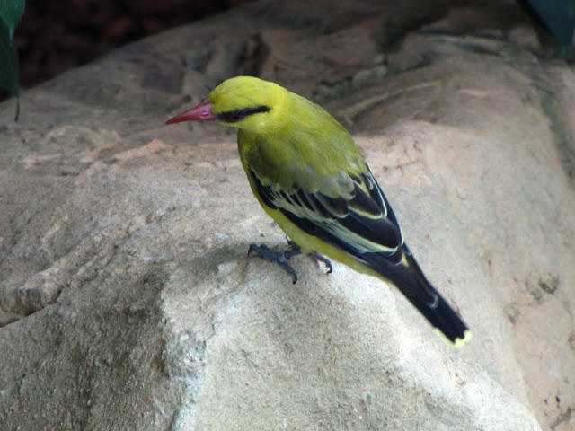 Haus des Meeres 20.06.2010