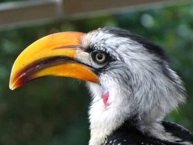 Haus des Meeres 20.06.2010