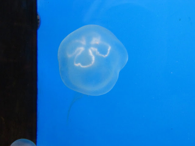 Haus des Meeres 20.06.2010