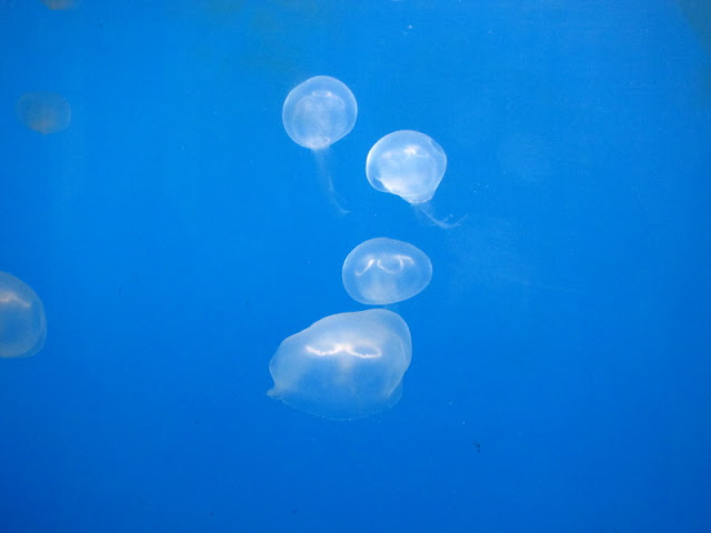 Haus des Meeres 20.06.2010