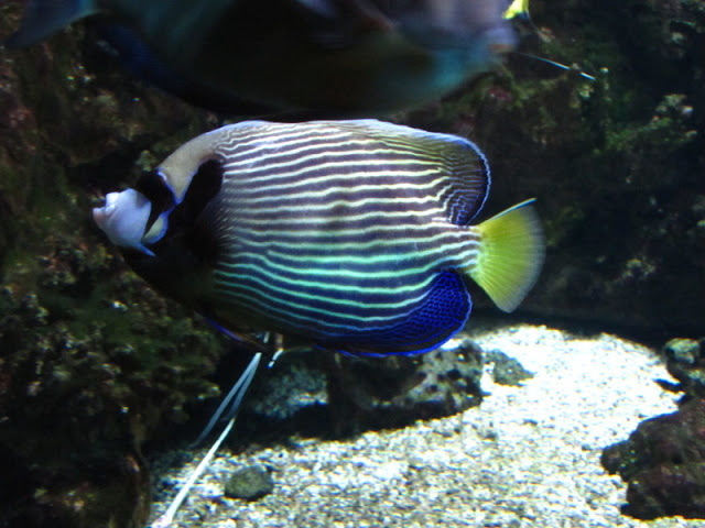 Haus des Meeres 20.06.2010