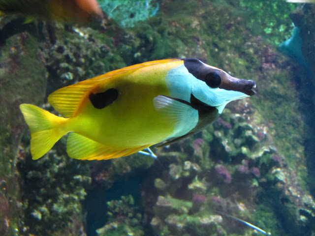 Haus des Meeres 20.06.2010