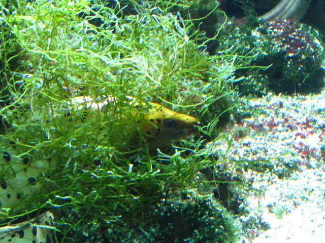 Haus des Meeres 20.06.2010