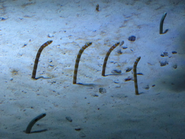 Haus des Meeres 20.06.2010