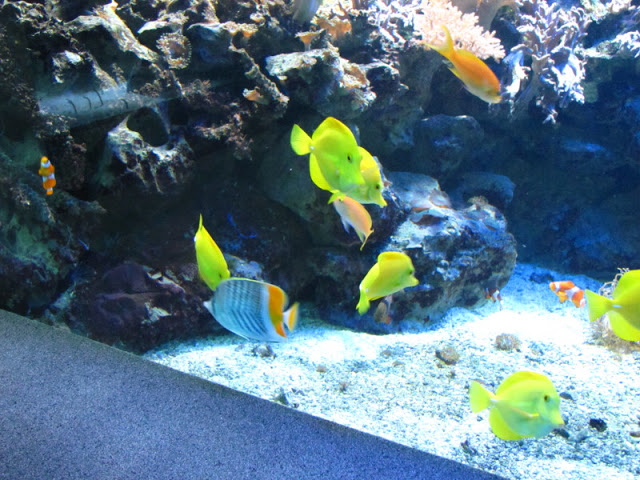 Haus des Meeres 20.06.2010