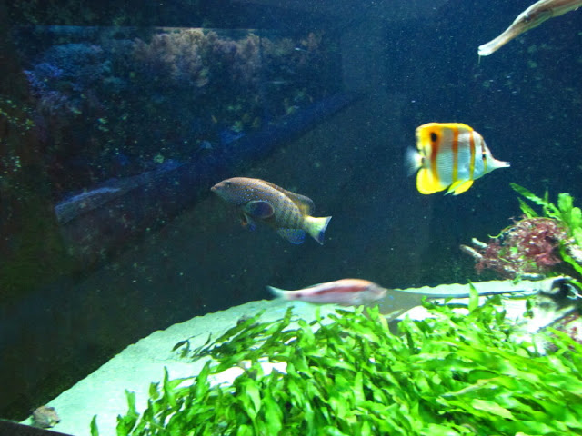 Haus des Meeres 20.06.2010