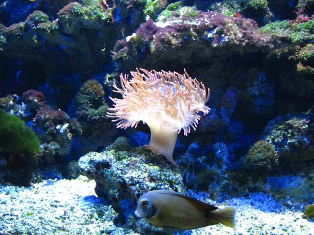 Haus des Meeres 20.06.2010