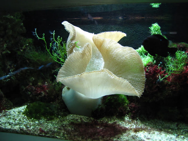 Haus des Meeres 20.06.2010