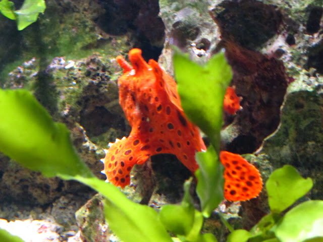 Haus des Meeres 20.06.2010