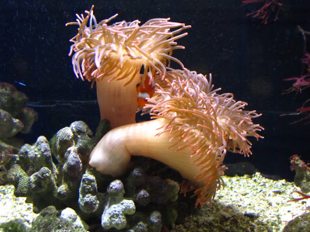 Haus des Meeres 20.06.2010