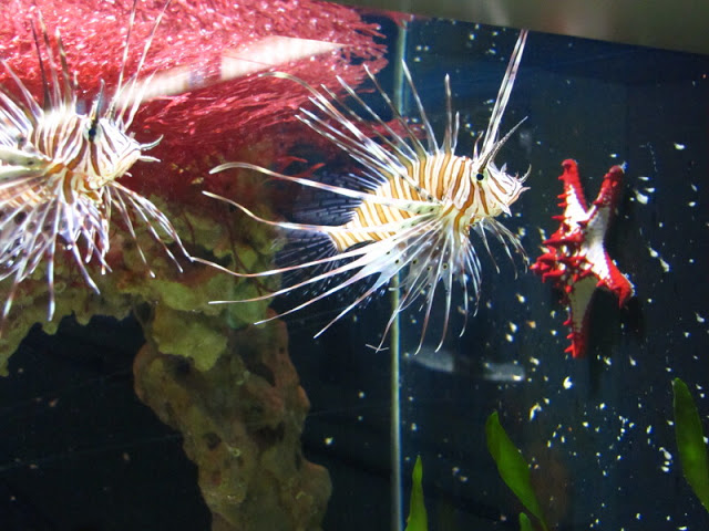 Haus des Meeres 20.06.2010