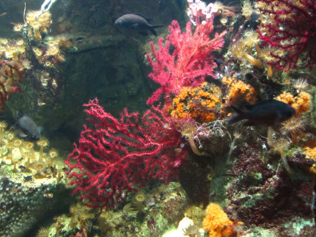 Haus des Meeres 20.06.2010