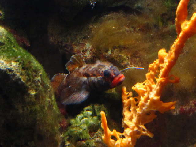 Haus des Meeres 20.06.2010