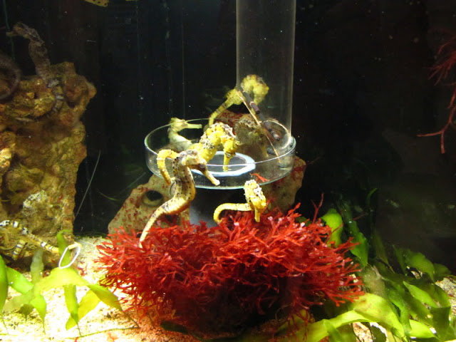 Haus des Meeres 20.06.2010