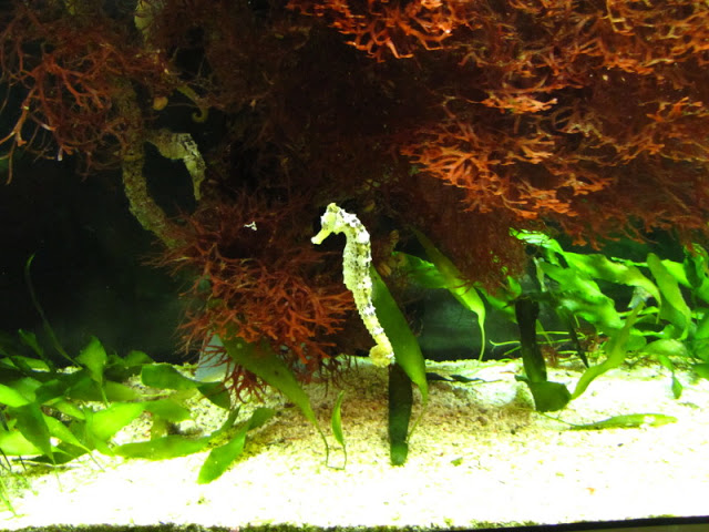 Haus des Meeres 20.06.2010