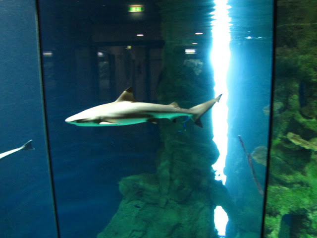 Haus des Meeres 20.06.2010