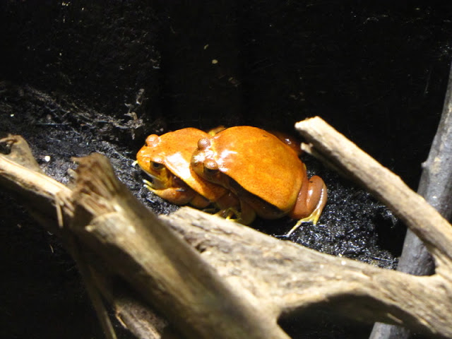 Haus des Meeres 20.06.2010