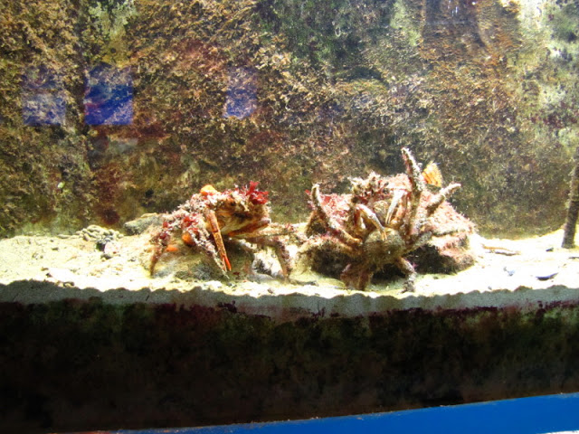 Haus des Meeres 20.06.2010