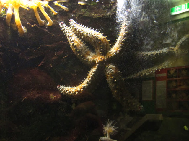 Haus des Meeres 20.06.2010