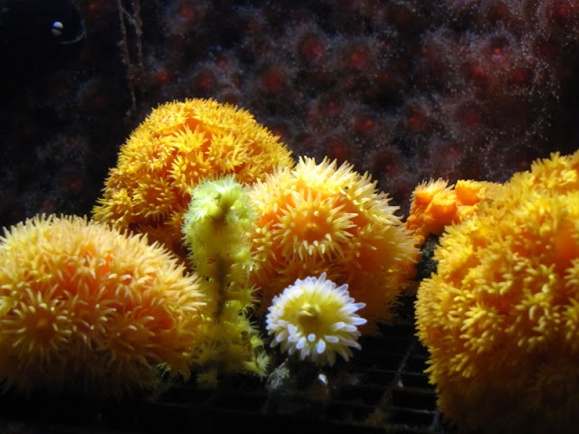 Haus des Meeres 20.06.2010