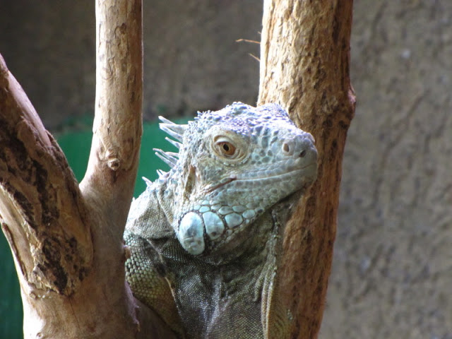 Haus des Meeres 20.06.2010