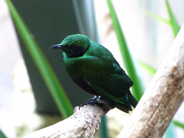 Haus des Meeres 20.06.2010