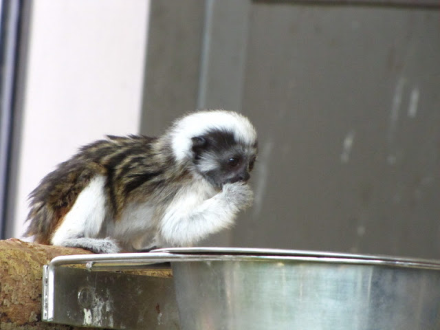 Haus des Meeres 20.06.2010