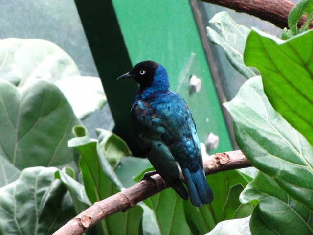 Haus des Meeres 20.06.2010