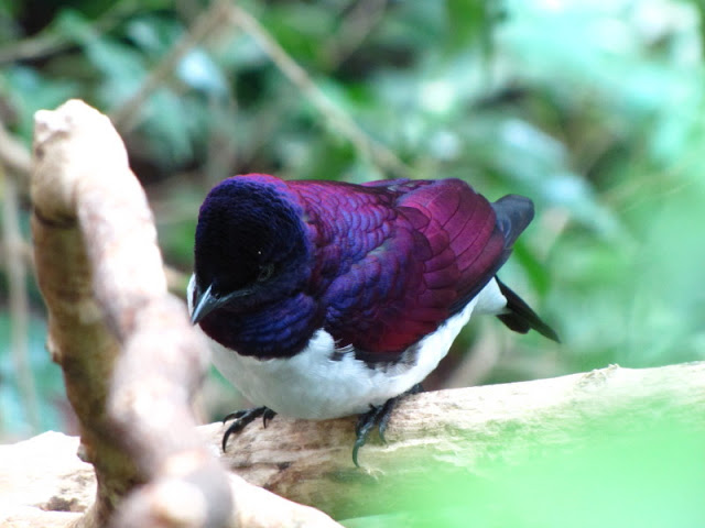 Haus des Meeres 20.06.2010