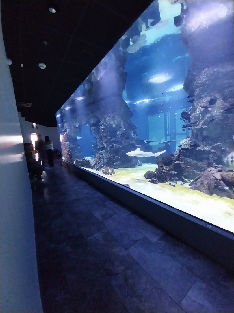 Haus des Meeres - 360° Haibecken