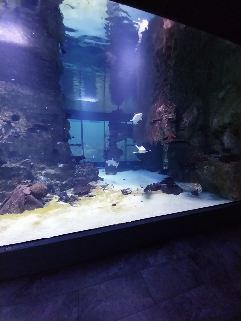 Haus des Meeres - 360° Haibecken