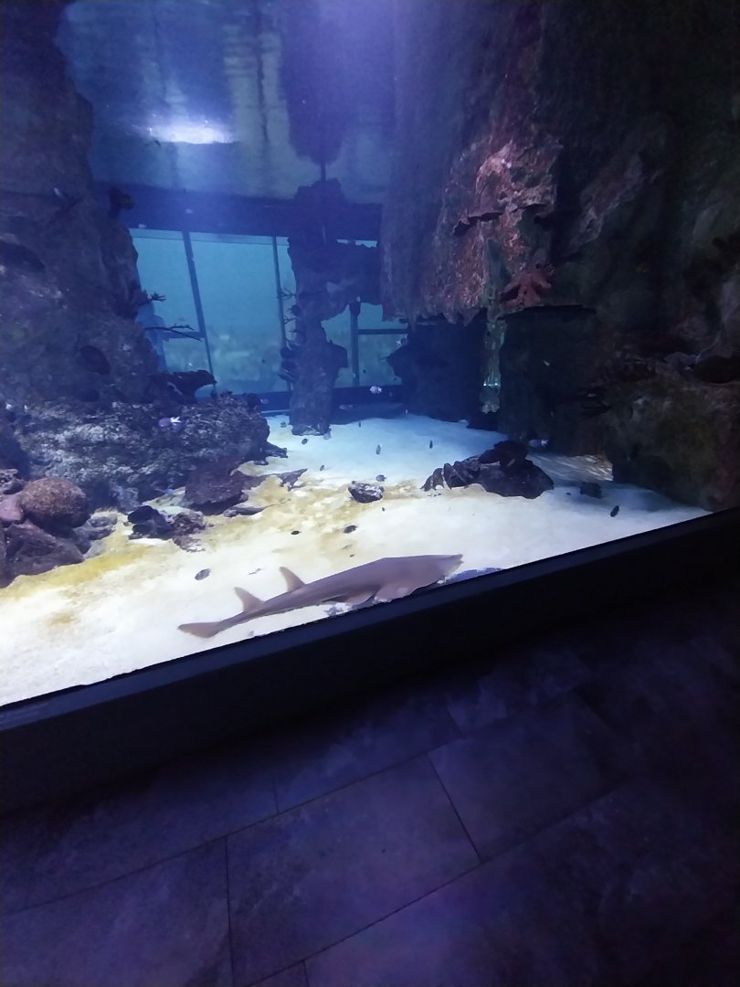 Haus des Meeres - 360° Haibecken