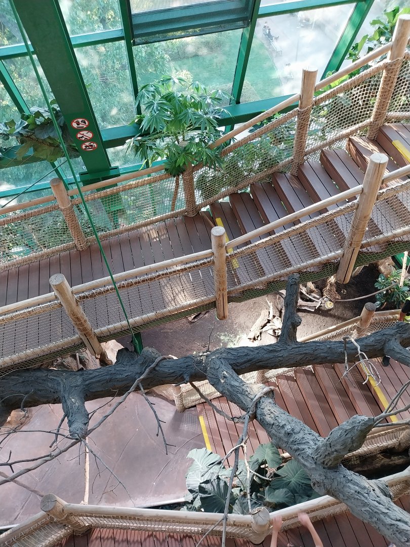 Haus des Meeres - Amazon rainforest - Descent