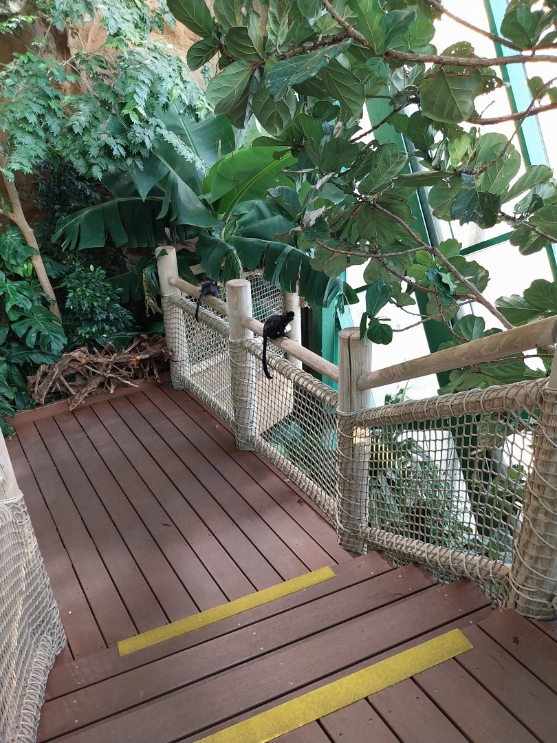 Haus des Meeres - Amazon rainforest - Goeldi's monkey (Callimico goeldii)