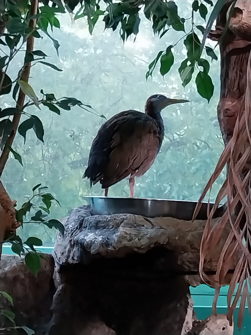 Haus des Meeres - Amazon rainforest - Grey-necked woodrail (Aramides cajaneus) ?