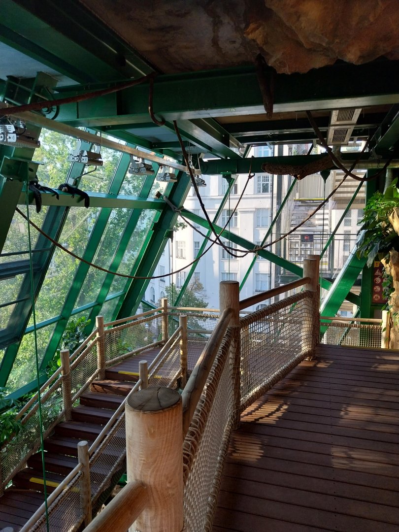 Haus des Meeres - Amazon rainforest - Resting white-faced saki (Pithecia pithecia)
