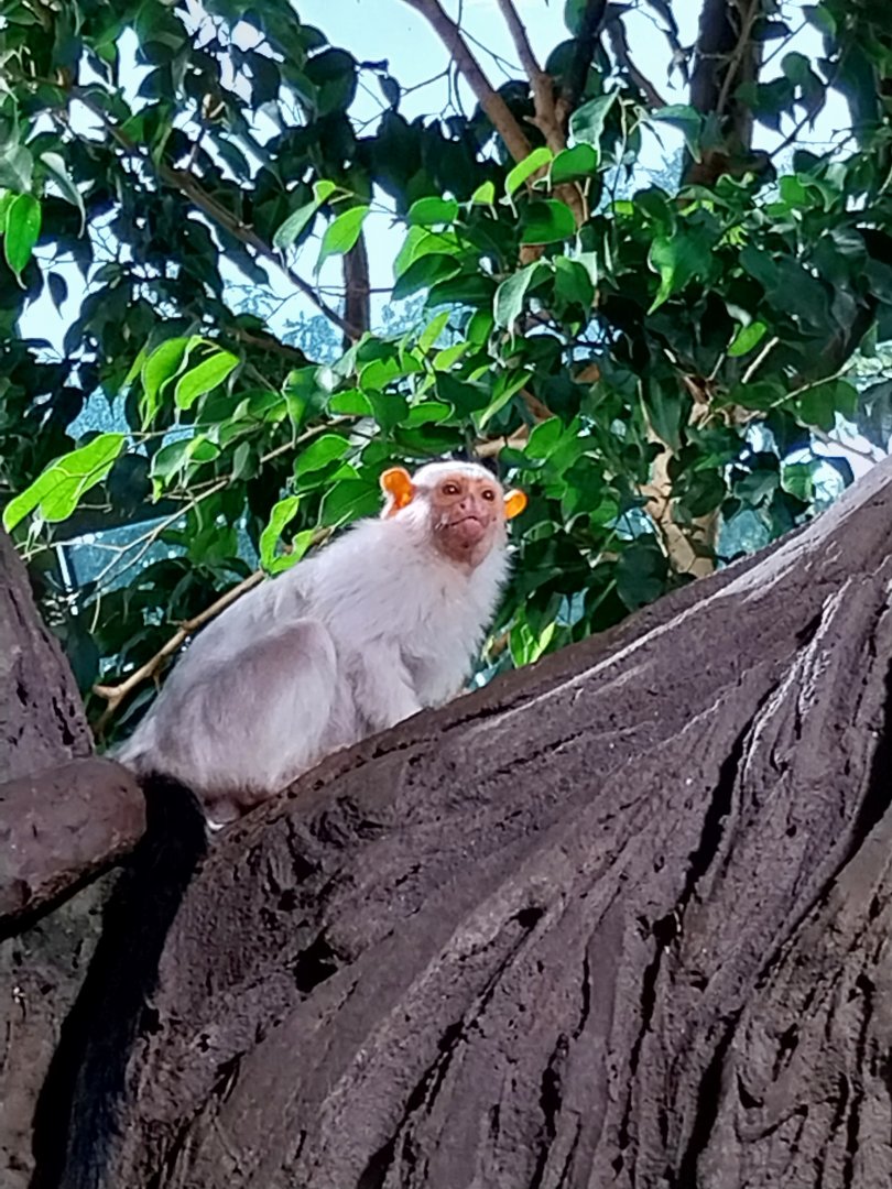 Haus des Meeres - Amazon rainforest - Silvery marmoset (Callithrix argentata)