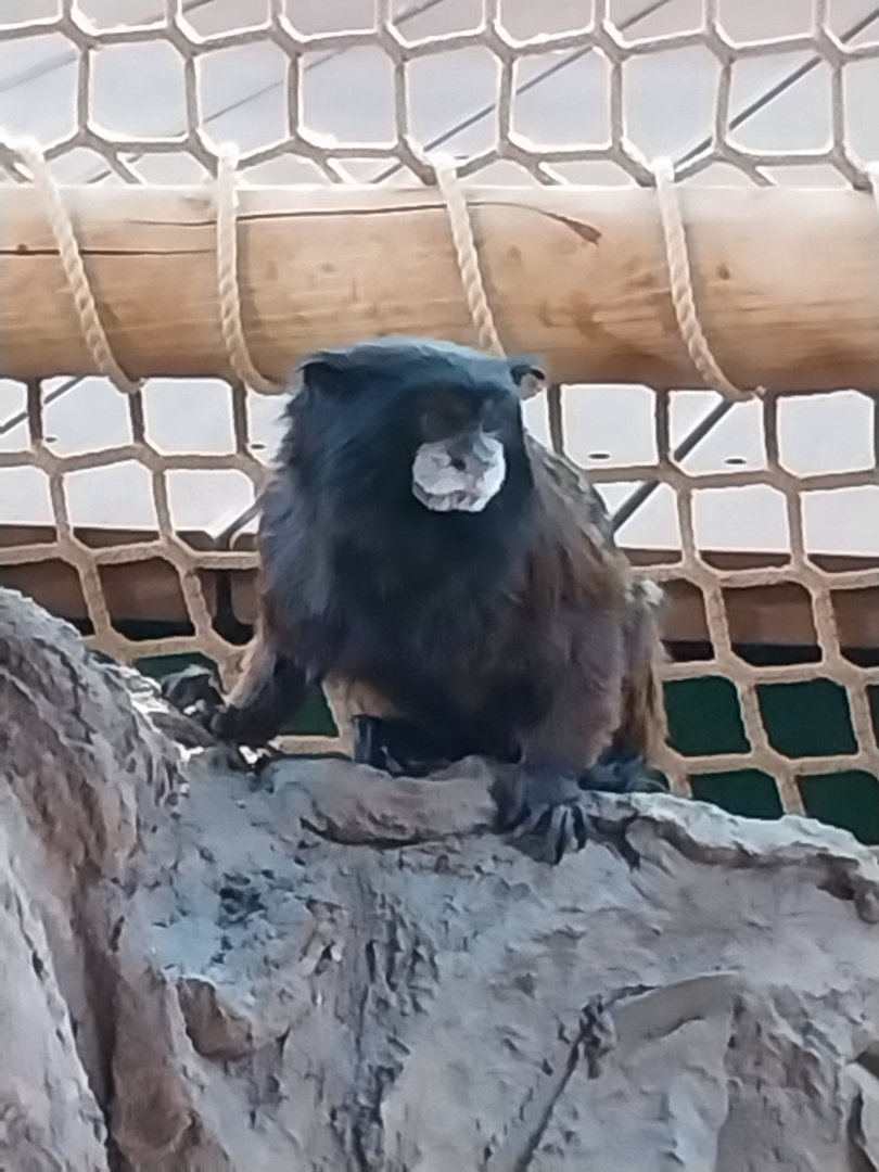 Haus des Meeres - Amazon rainforest - Spix's Saddle-back tamarin (Leontocebus fuscicollis)