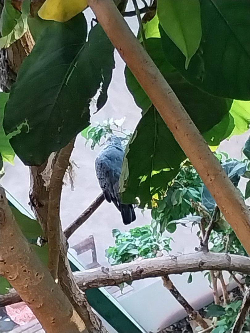 Haus des Meeres - Amazon rainforest - Unknown pigeon
