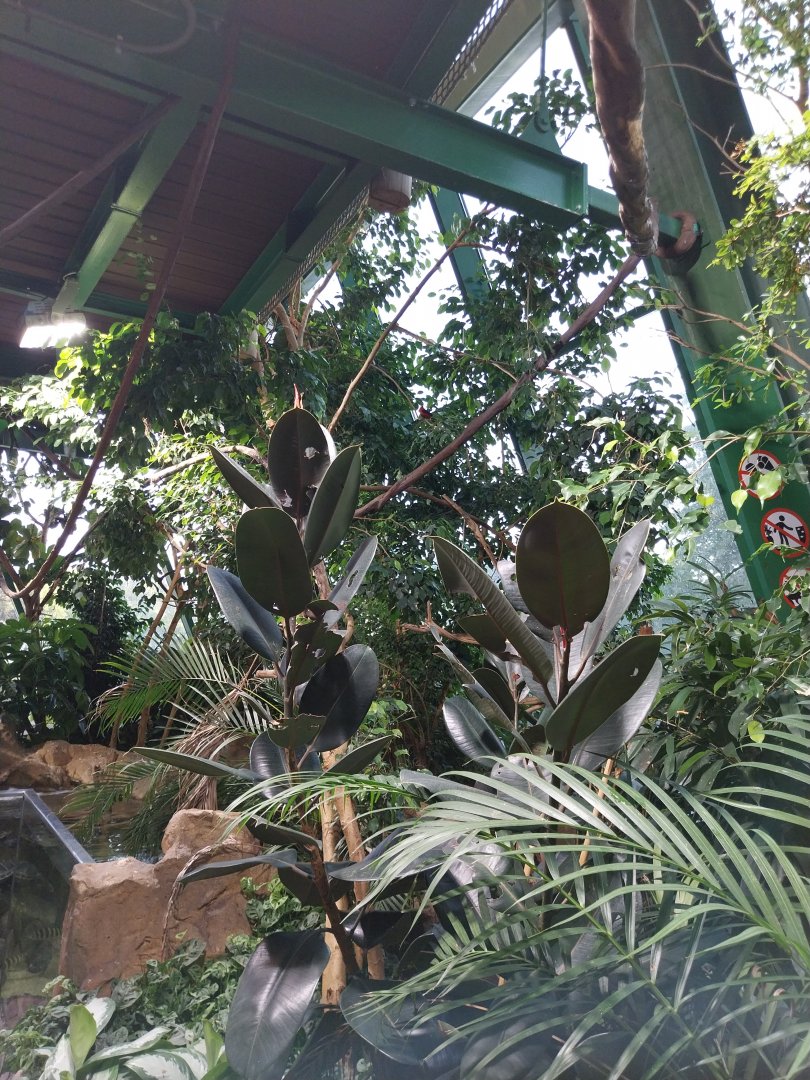 Haus des Meeres - Amazon rainforest