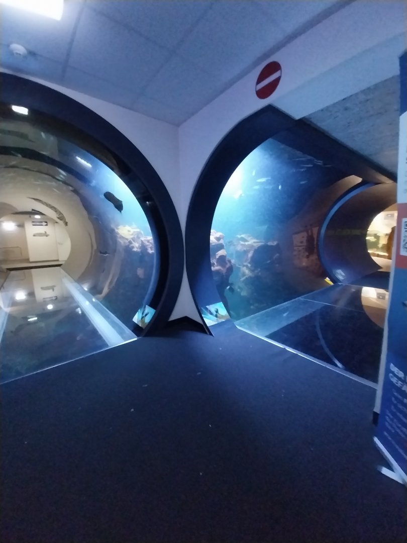 Haus des Meeres - Atlantic Ocean tunnel