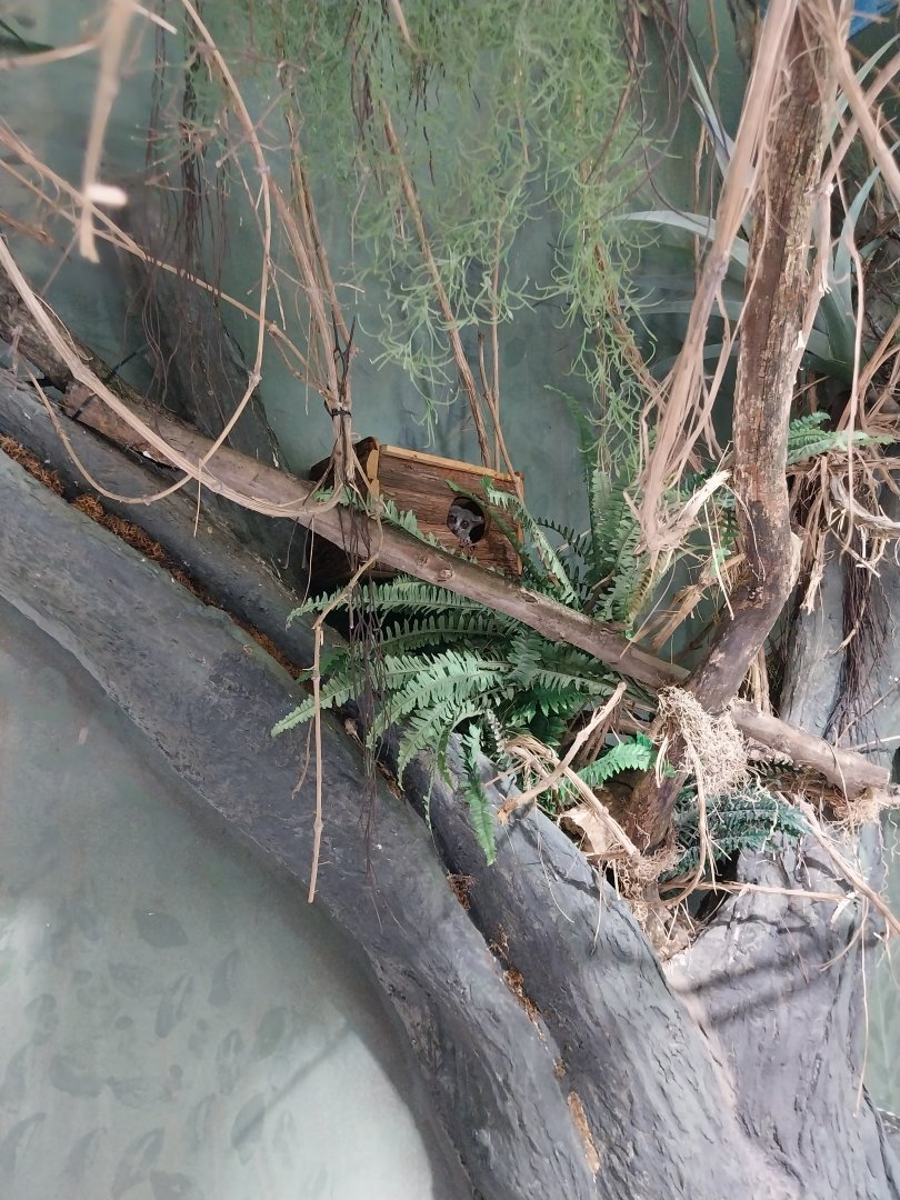 Haus des Meeres - Congobecken - Senegal galago (Galago senegalensis)