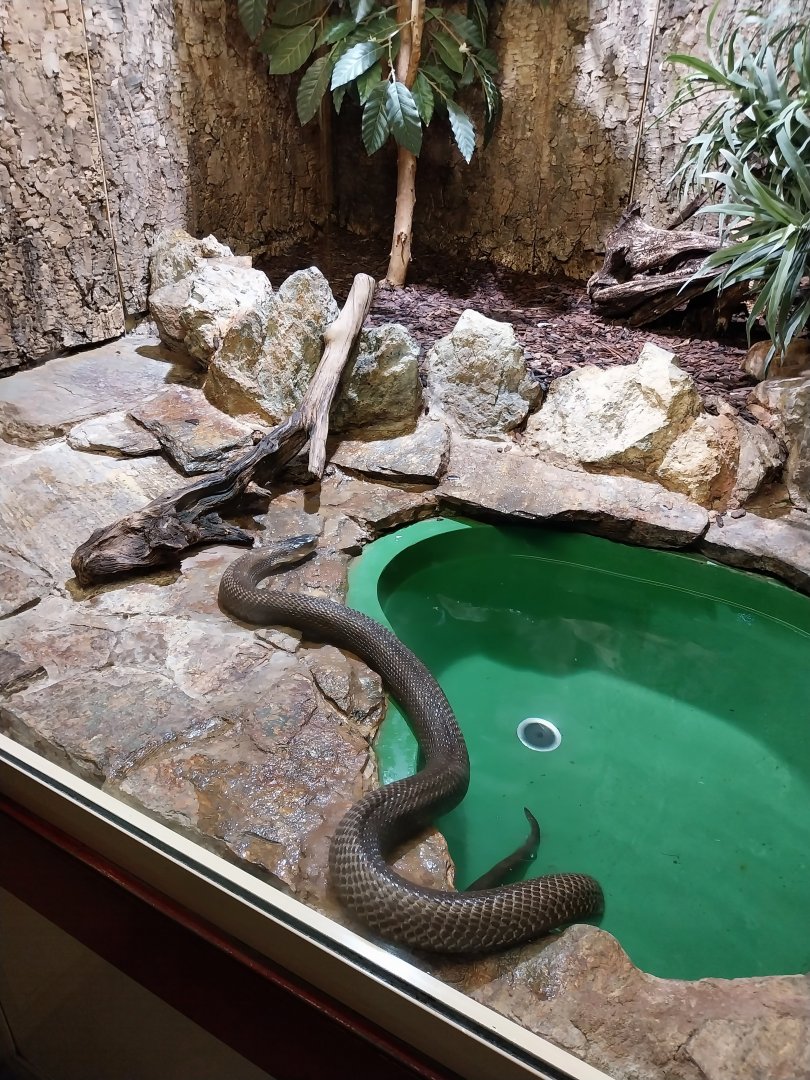 Haus des Meeres - Hall for venomous snakes - Monocled cobra (Naja kaouthia)