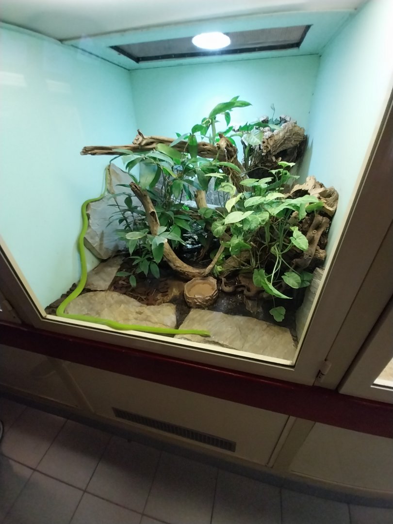 Haus des Meeres - Hall for venomous snakes - Western green mamba (Dendroaspis viridis)